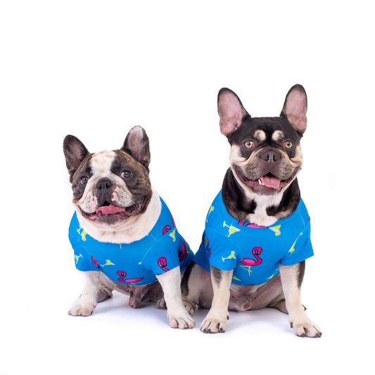 Two French Bulldogs wearing the "Flamingo Splash" shirt by Vibrant Hound. The shirt is blue with pink flamingos and margaritas printed on it.