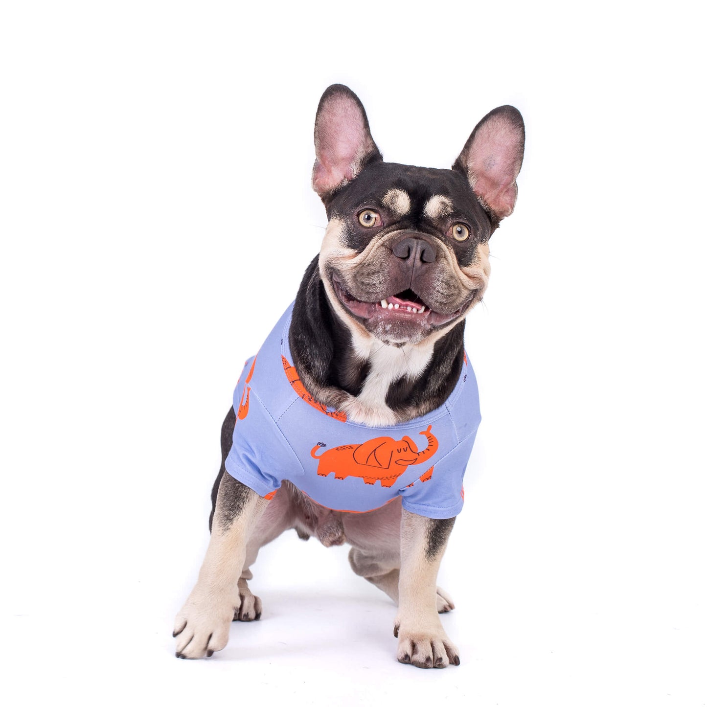 Fergus the chocolate and tan French Bulldog wearing a lilac shirt with orange elepghants printed on it. The shirt is called Electric Elephant by Vibrant Hound.