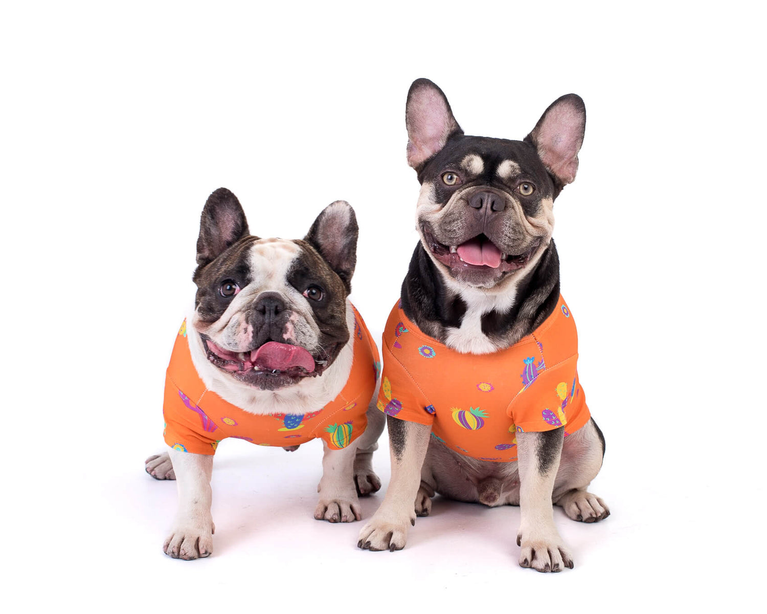 Chester the Brindle pied French Bulldog and Fergus the chocolate and tan French Bulldog. They are standing front on and wearing a Lil Prick shirt for dogs by Vibrant Hound. It is a bright orange shirt with multi-coloured cactus printed on it.