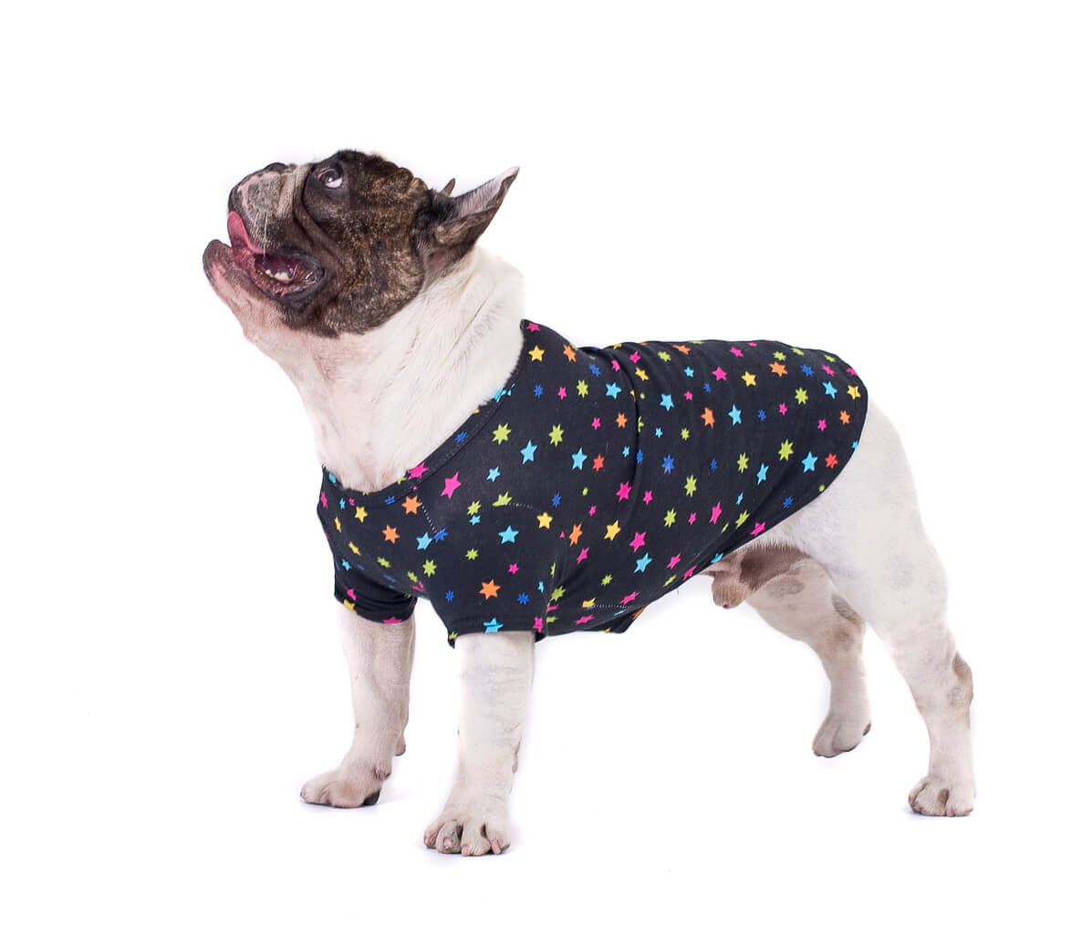 French Bulldog in star gazer dog shirt - Charming French Bulldog standing sideways in a black shirt with bright multi-colored stars - Enhance your Frenchie's style with the star gazer shirt - Shop now for trendy dog shirts and clothing with eye-catching designs.