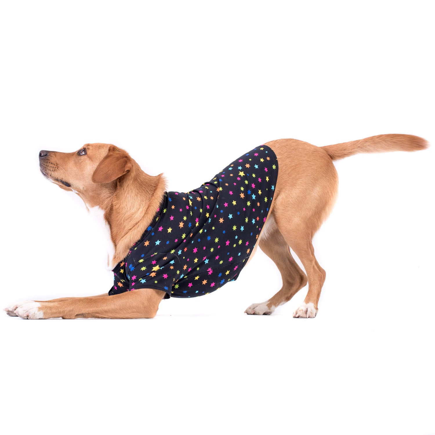 Labrador in star gazer dog shirt - Playful Labrador doing a downward dog pose in a black shirt with bright multi-colored stars - Combine style and flexibility with the star gazer shirt - Shop now for trendy dog shirts and clothing with eye-catching designs.