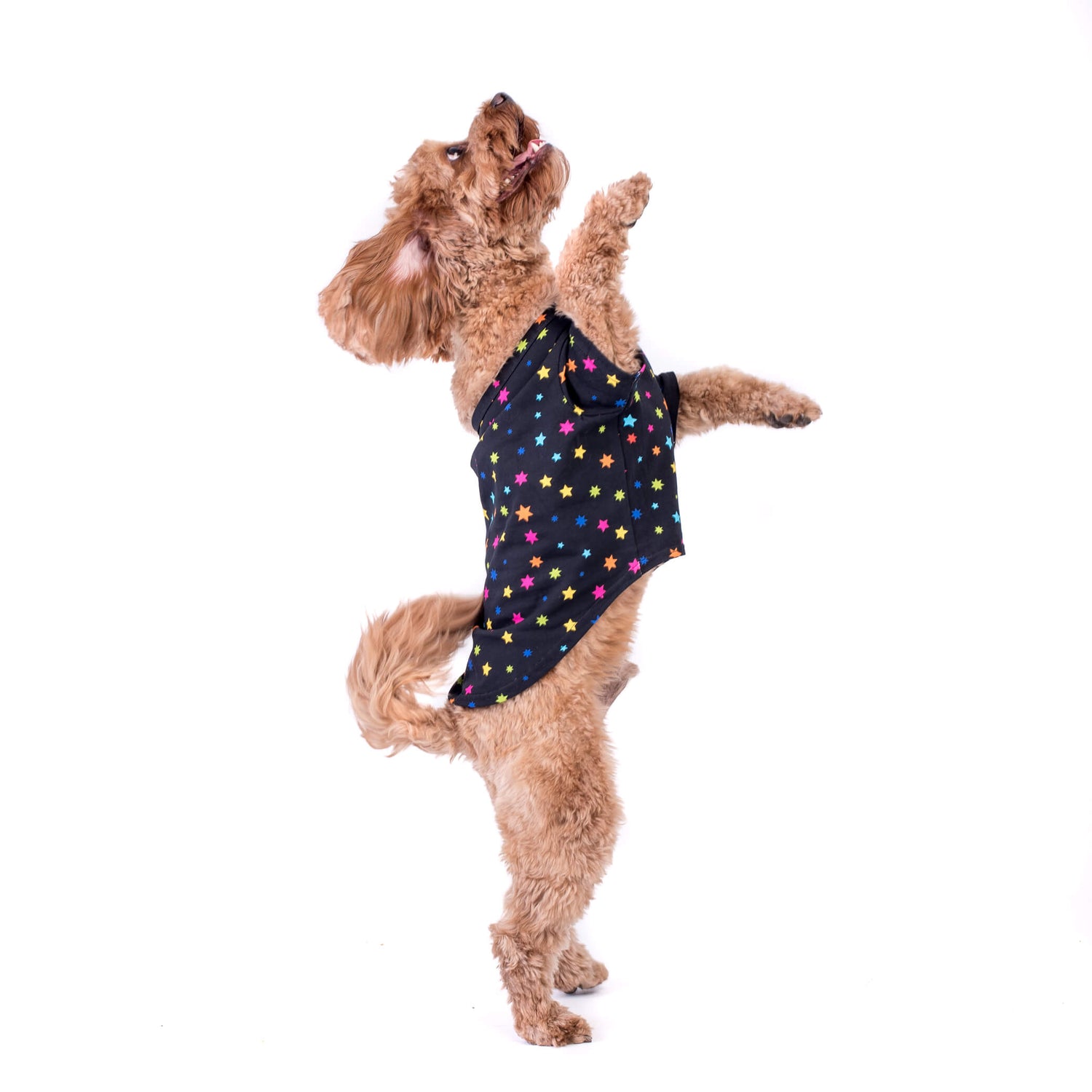 Cavoodle in star gazer dog shirt - Adorable Cavoodle standing on back legs in a black shirt with bright multi-colored stars - Elevate your Cavoodle's style with the star gazer shirt - Shop now for trendy dog shirts and clothing with eye-catching designs