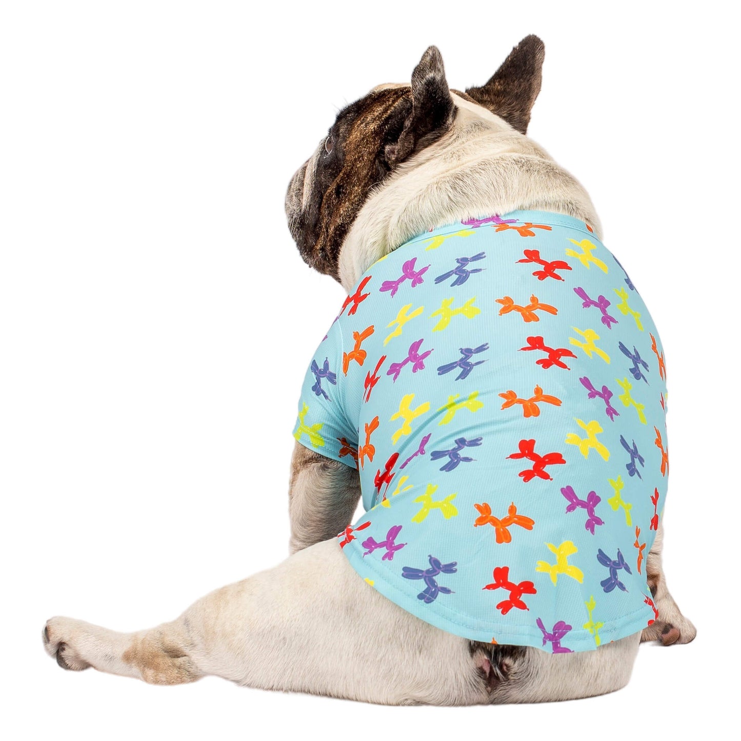 A Brindle pied French Bulldog facing away seated wearing Vibrant Hounds Balloon dog cooling shirt. It is blue with balloon dog shapes printed on it.