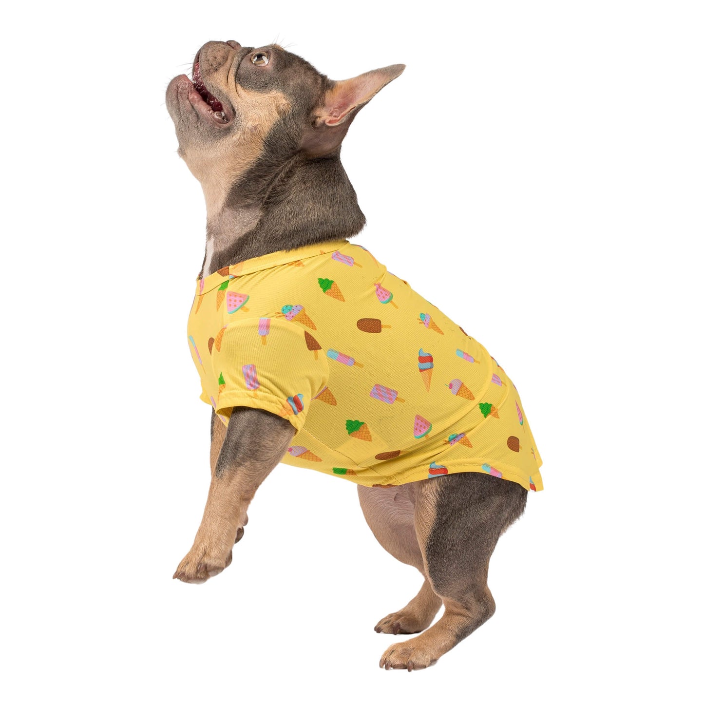 A French Bulldog standing on hind legs while Vibrant Hounds Ice-cream dream cooling shirt. The shirt is yellow with ice creams and ice blocks printed on it.