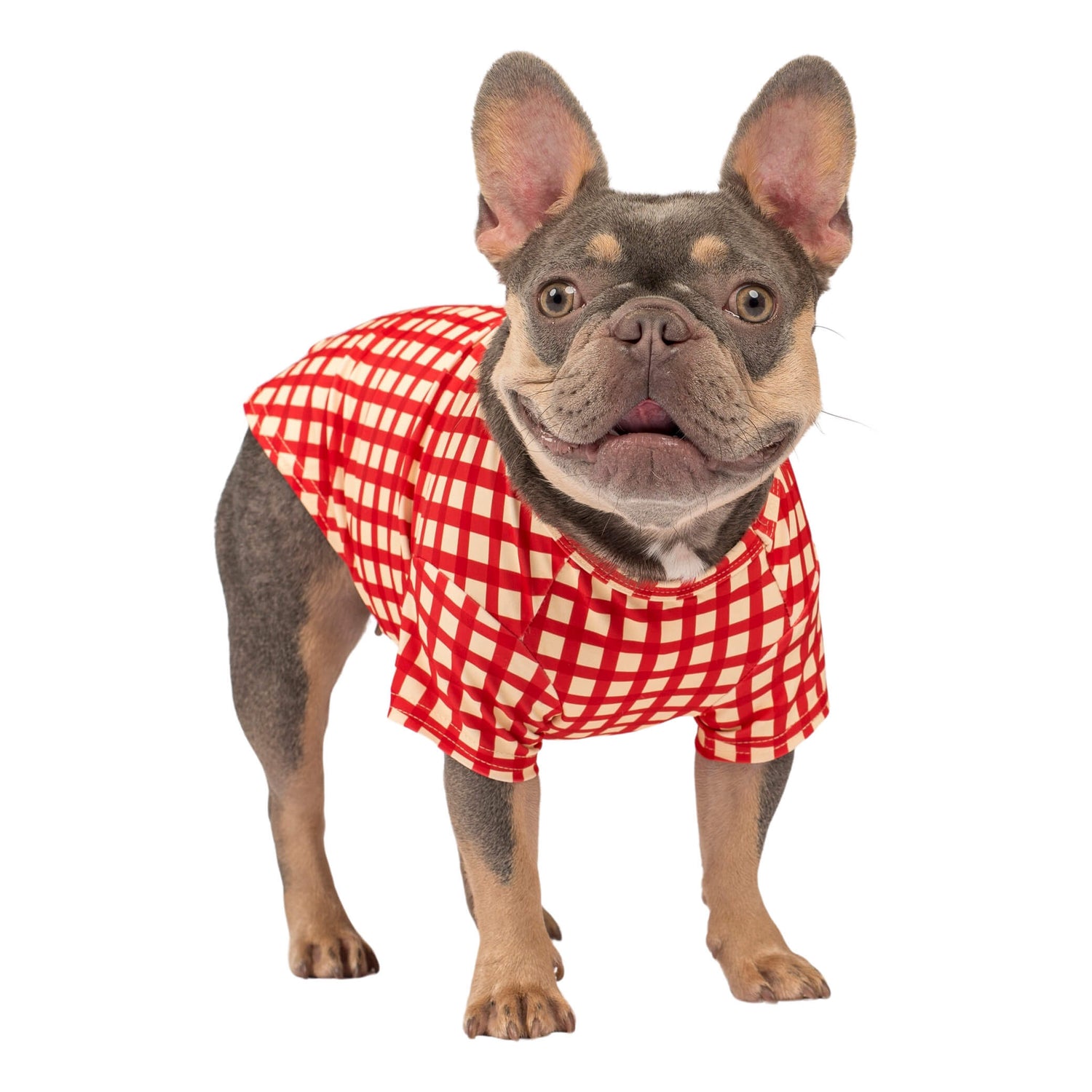 A Lilac Tan French Bulldog standing while wearing a Red Gingham Rash shirt.