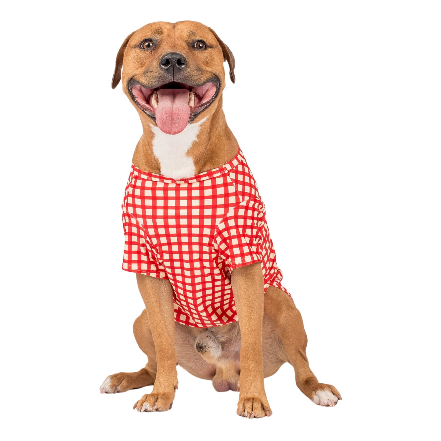 A Staffy smiling while sitting up, wearing Vibrant Hounds Red Gingham Rash shirt for dogs.
