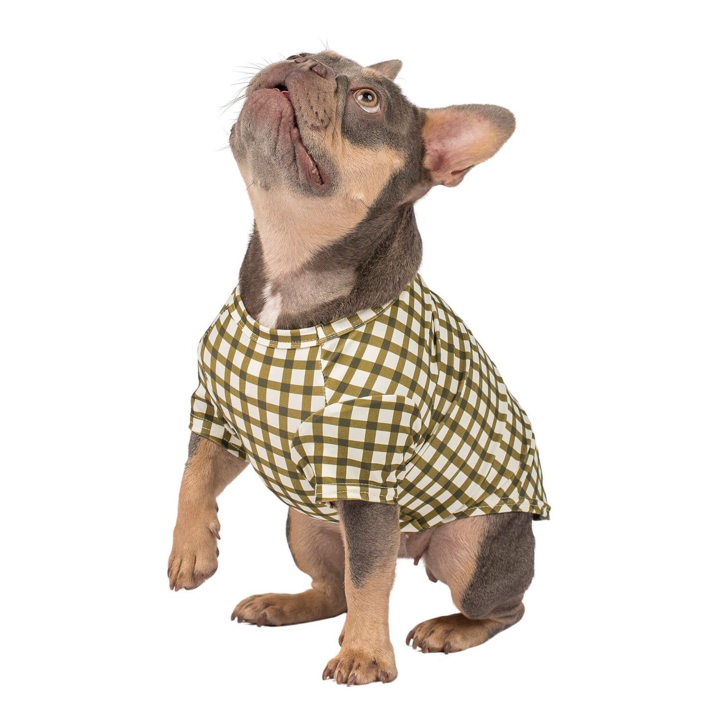 A French Bulldog with one paw off the ground. It is wearing Vibrant Hounds Green GIngham Rash shirt.