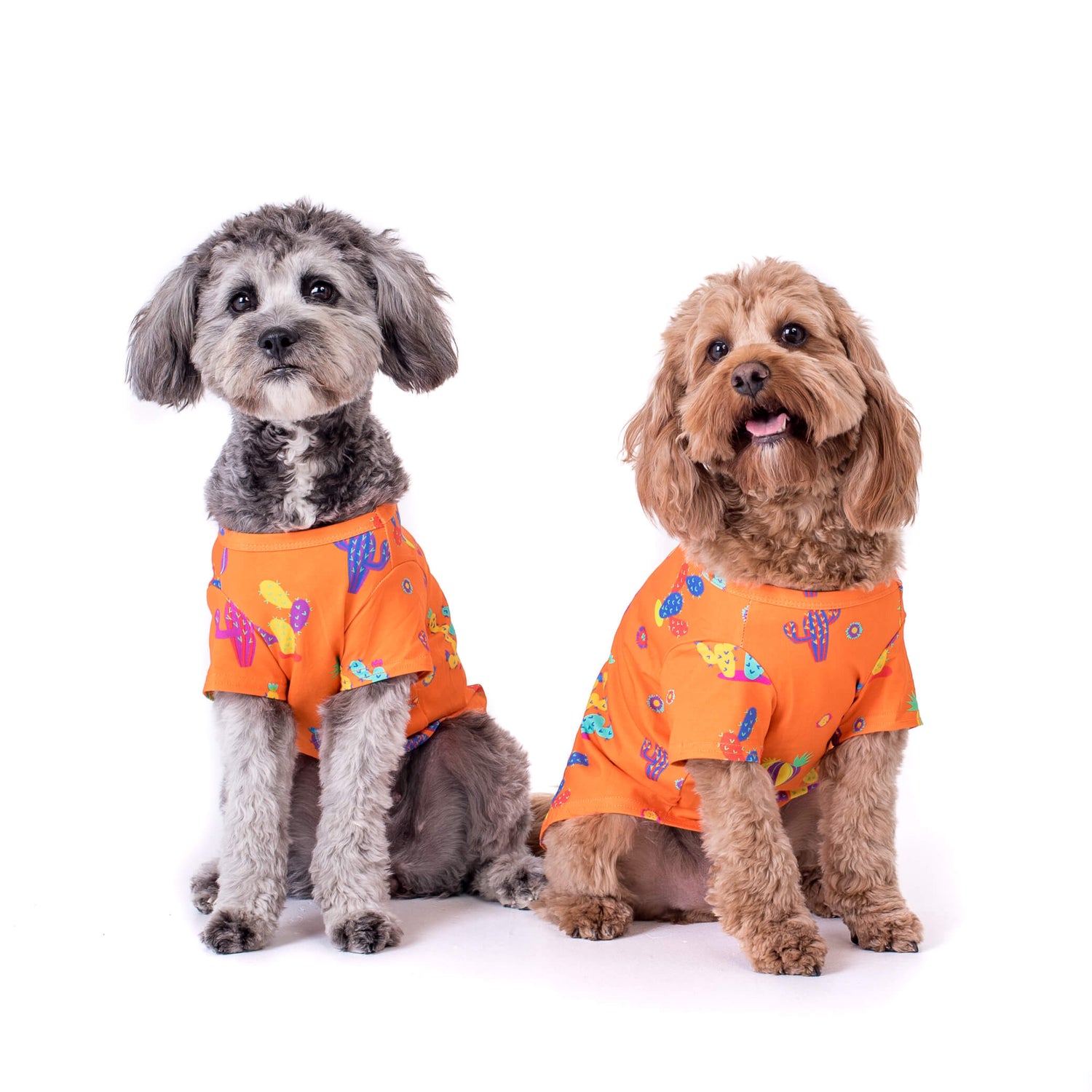 Two Cavoodles wearing bright orange shirts with cactus printed on it in rainbow colours.