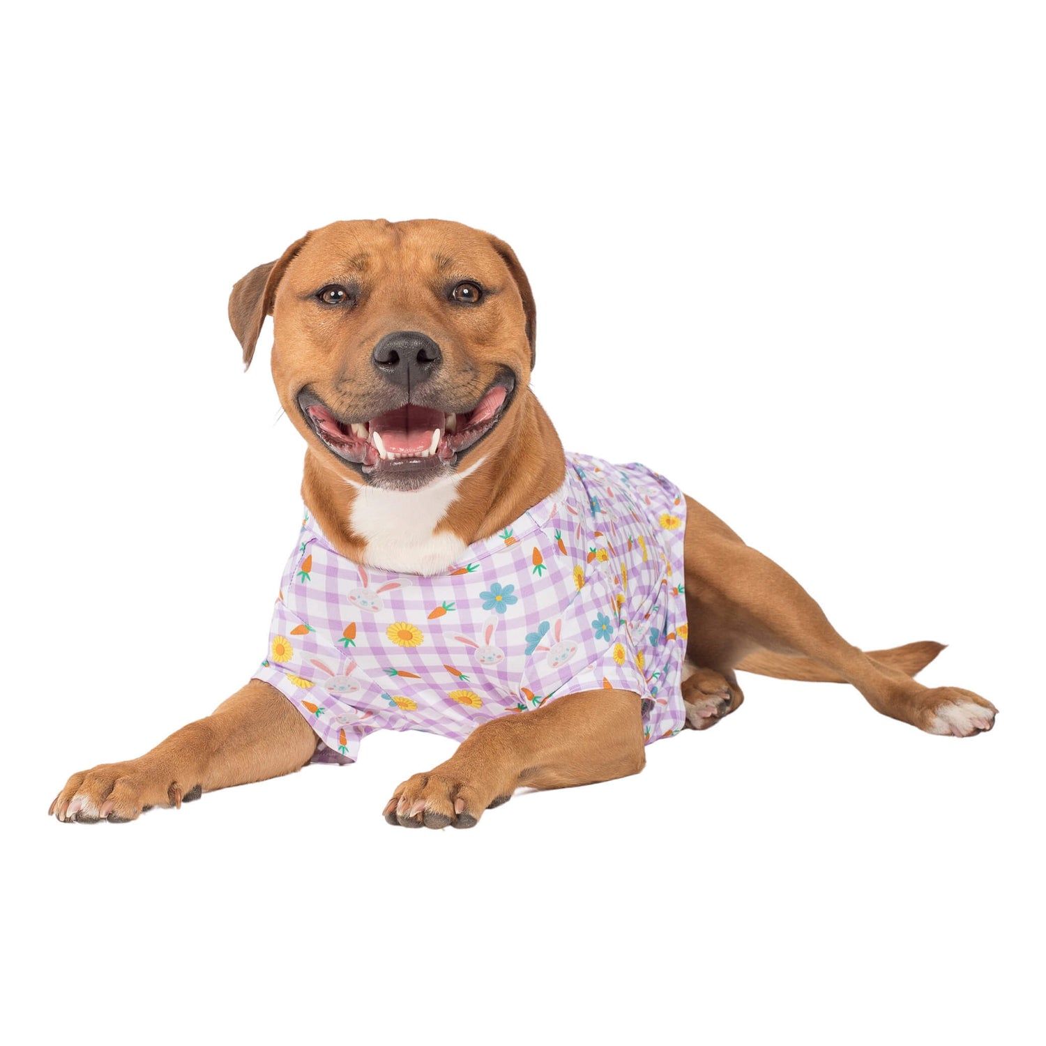 A staffy wearing Vibrant Hounds Hoppy Easter shirt for dogs.