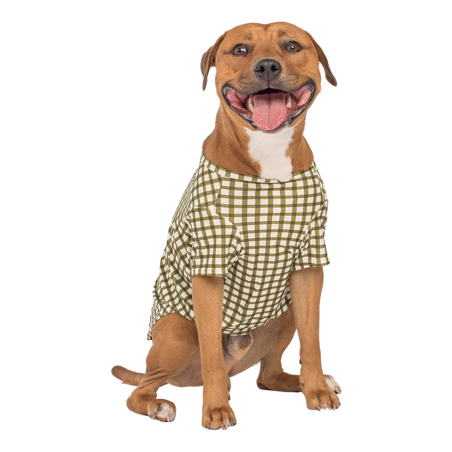 A Staffy wearing Vibrant Hounds Green Gingham UPF50 Rash shirt.