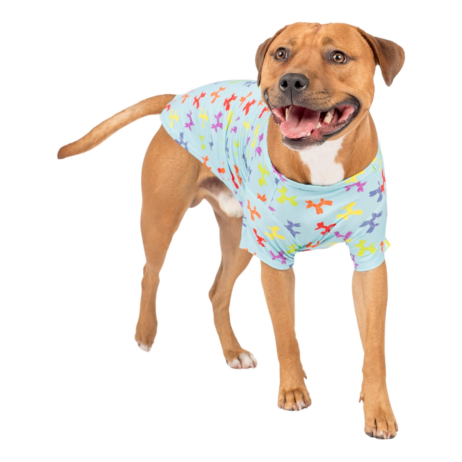 A Staffy standing while wearing Vibrant Hounds Balloon dog cooling shirt. It is blue with balloon dog shapes printed on it.