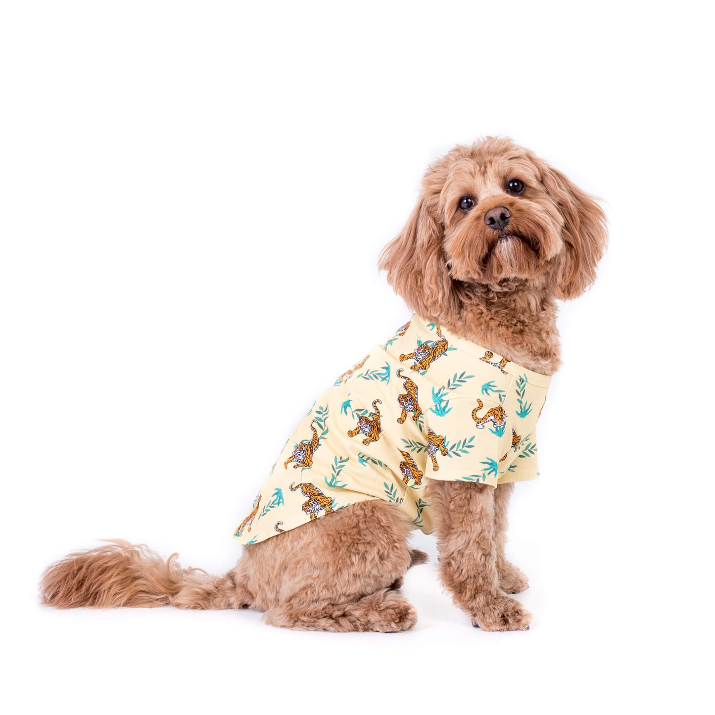 Adorable Cavoodle in a Wild Child dog shirt by Vibrant Hound - Yellow shirt with orange tiger prints