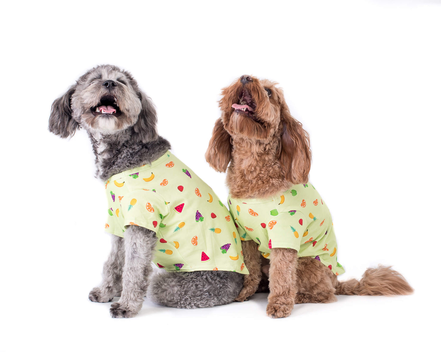 Two charming Cavoodles sitting side-on, showcasing their fashionable presence in Feelin'Fruity dog shirts adorned with delightful fruit patterns.