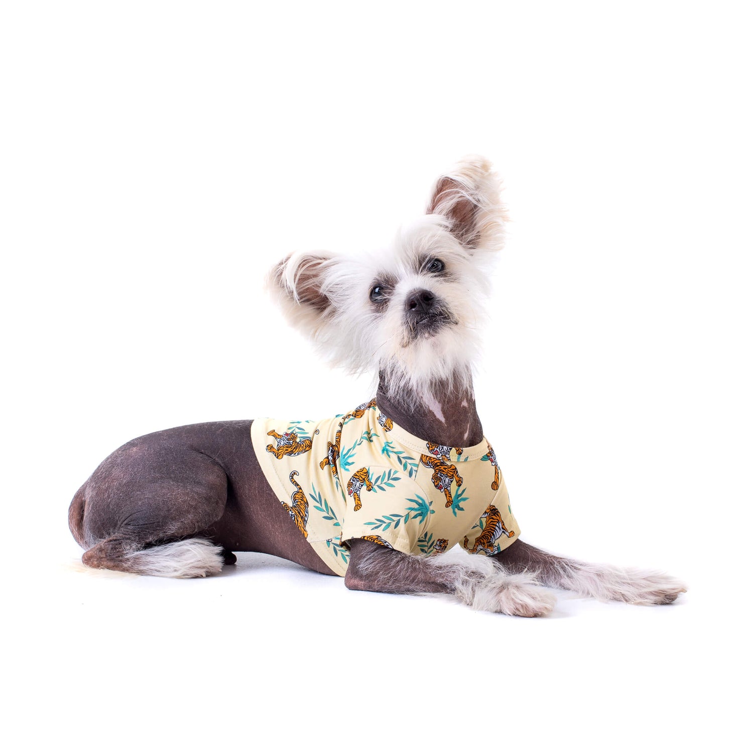 Chinese Crested dog wearing a vibrant yellow Wild Child shirt for dogs with orange tiger prints - Shop stylish dog shirts and clothing for dogs at Vibrant Hound