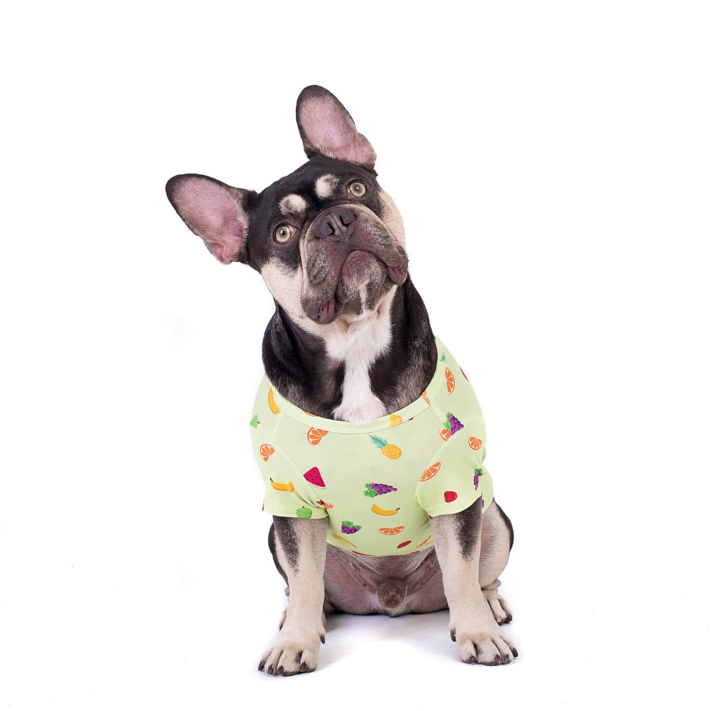 A lovable French Bulldog capturing hearts with an endearing head tilt, exuding charm and curiosity while donning a Feelin'Fruity dog shirt that adds a touch of playful style to their adorable pose.