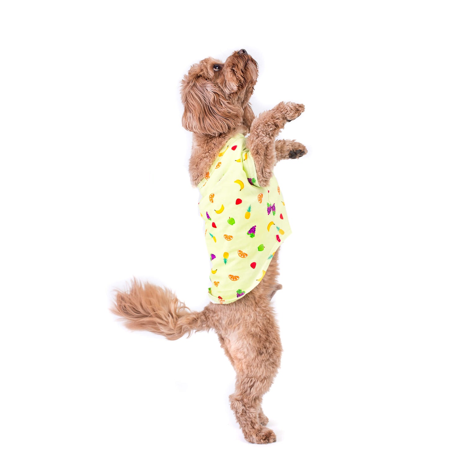 Energetic Cavoodle displaying their playful spirit while standing on hind legs, proudly wearing a Feelin'Fruity dog shirt that adds a touch of charm and vibrancy to their adorable pose.