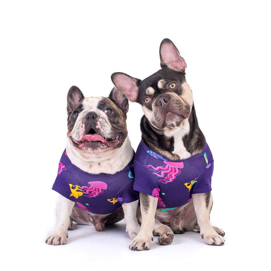 Two French Bulldogs wearing the "Magic Sea" shirt from Vibrant Hound. The shirt is purple with vibrant tropical fish printed on it. The dogs are looking into the camera.