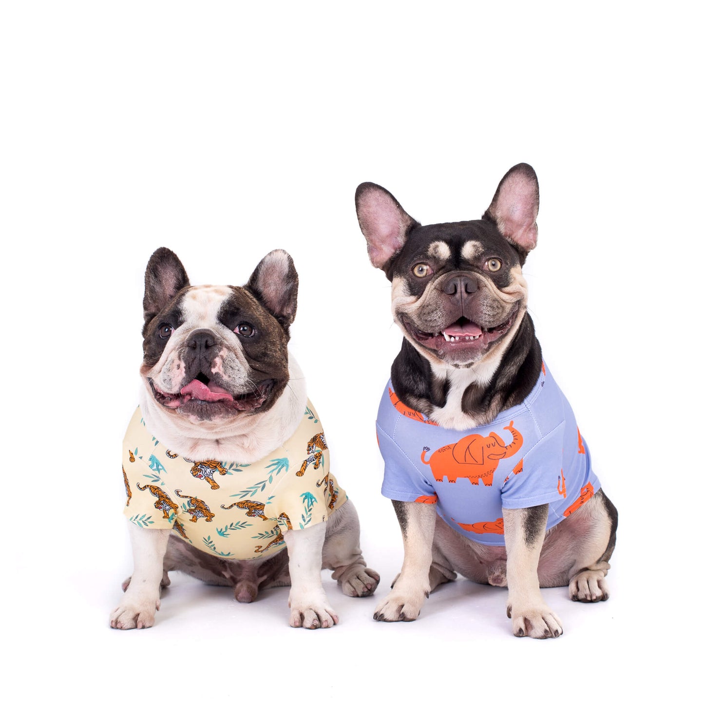 Two French Bulldogs wearing stylish dog shirts - Wild Child and Electric Elephant. Wild Child shirt features a yellow color with orange tiger prints, while Electric Elephant shirt showcases a lilac hue with orange elephant designs. Discover fashionable dog clothing for your furry companions at Vibrant Hound.