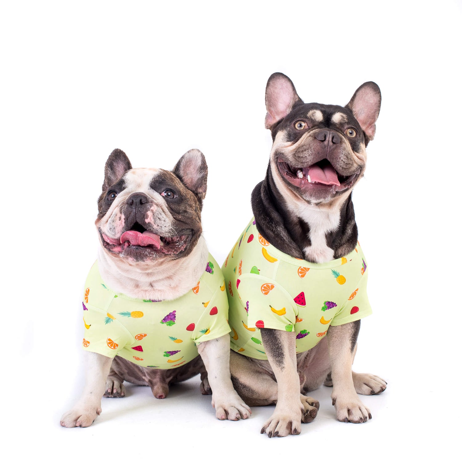Two cheerful French Bulldogs radiating happiness as they showcase their contagious joy while wearing Feelin'Fruity dog shirts, adding a splash of fun and cheerfulness to their delightful personalities.
