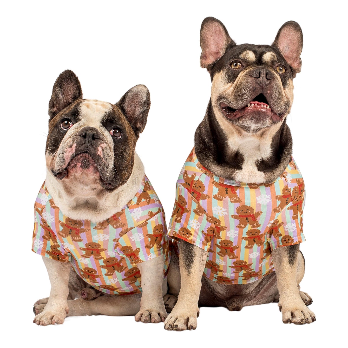Two French Bulldogs sitting down looking front on. They are wearing Gingerbread Cheer Christmas shirts for dogs. The shirts have vertical rainbow stripes with gingerbread printed on it. 
