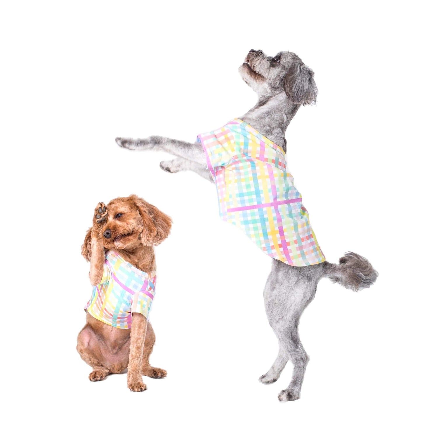 Two adorable cavoodle dogs in vibrant rainbow-colored gingham shirts, showcasing stylish dog shirts and clothing for dogs by Vibrant Hound.