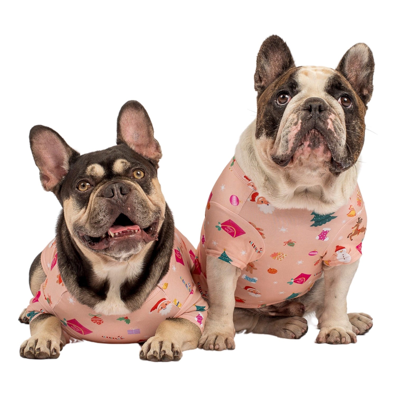 A Brindle French Bulldog and a Chocolate Tan French Bulldog wearing Vibrant Hound Dear Santa Christmas shirts. The shirts are peach with santa objects printed on it. 