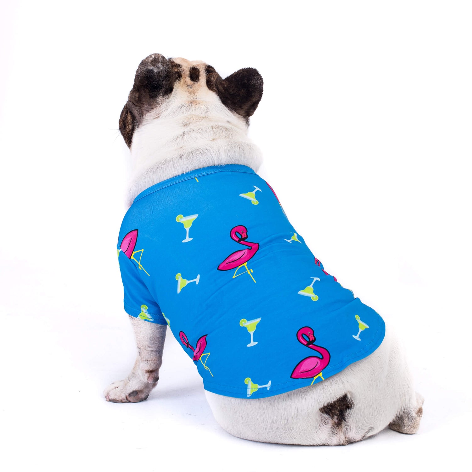 A brindle pied French Bulldog wearing a Vibrant Hound "Flamingo Splash" shirt, which is blue with pink flamingos and margaritas printed on it. The dog is facing away from the camera.