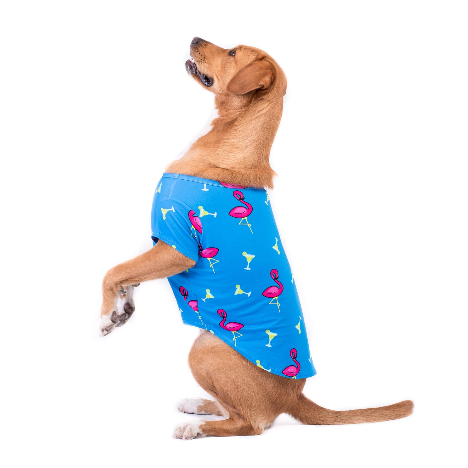 A Golden Retriever dog stands on its hind legs, wearing a blue dog shirt with a pattern named 'Flamingo Splash.' The shirt features pink flamingos and margaritas printed on a vibrant blue background.