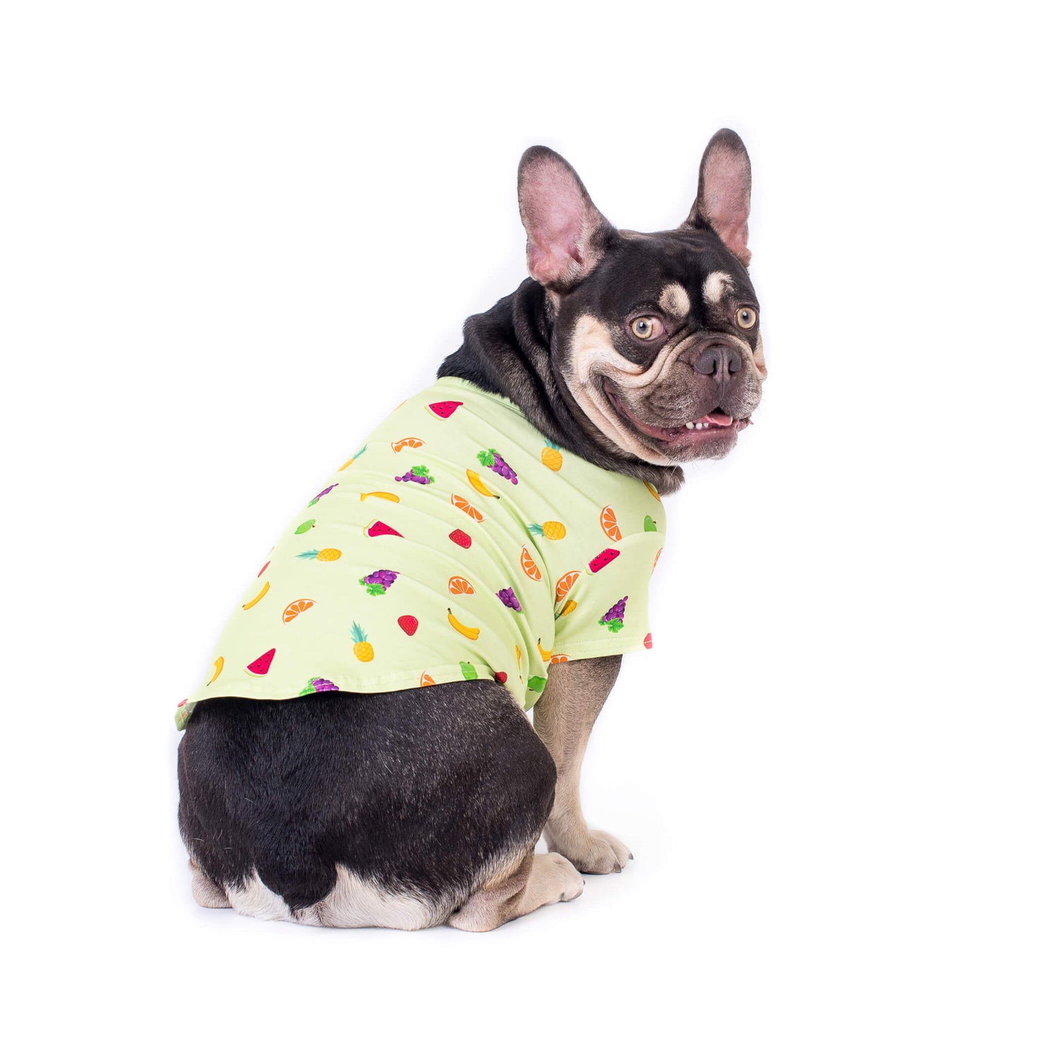 "Captivating French Bulldog sporting a trendy Feelin'Fruity dog shirt, facing away but gazing captivatingly at the camera with an air of style and curiosity