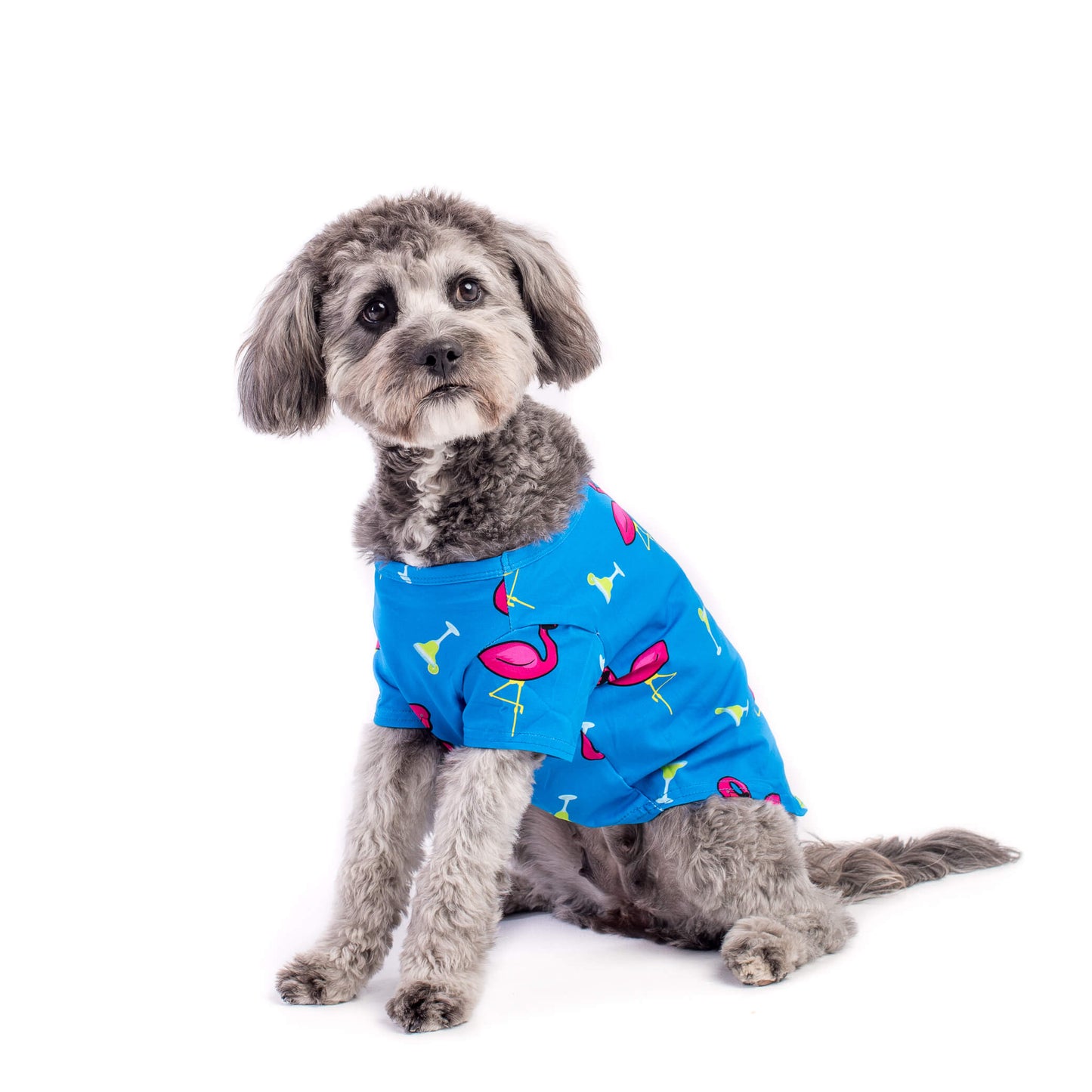 A Grey Cavoodle wearing a blue dog shirt called "Flamingo Splash" by Vibrant Hound. The shirt features pink flamingos and margaritas printed on it, creating a lively and tropical design. The dog is looking forwards, showcasing the vibrant and playful nature of the shirt.