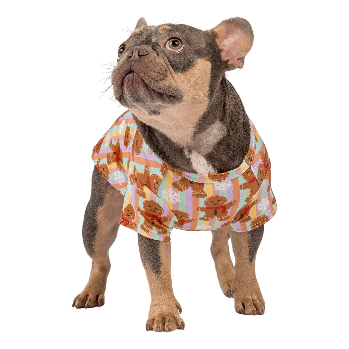 Wednesday the French Bulldog wearing a Vibrant Hound Gingerbread Cheer shirt for dogs. It has vertical rainbow stripes with Christmas GIngerbread pritned on the shirt.