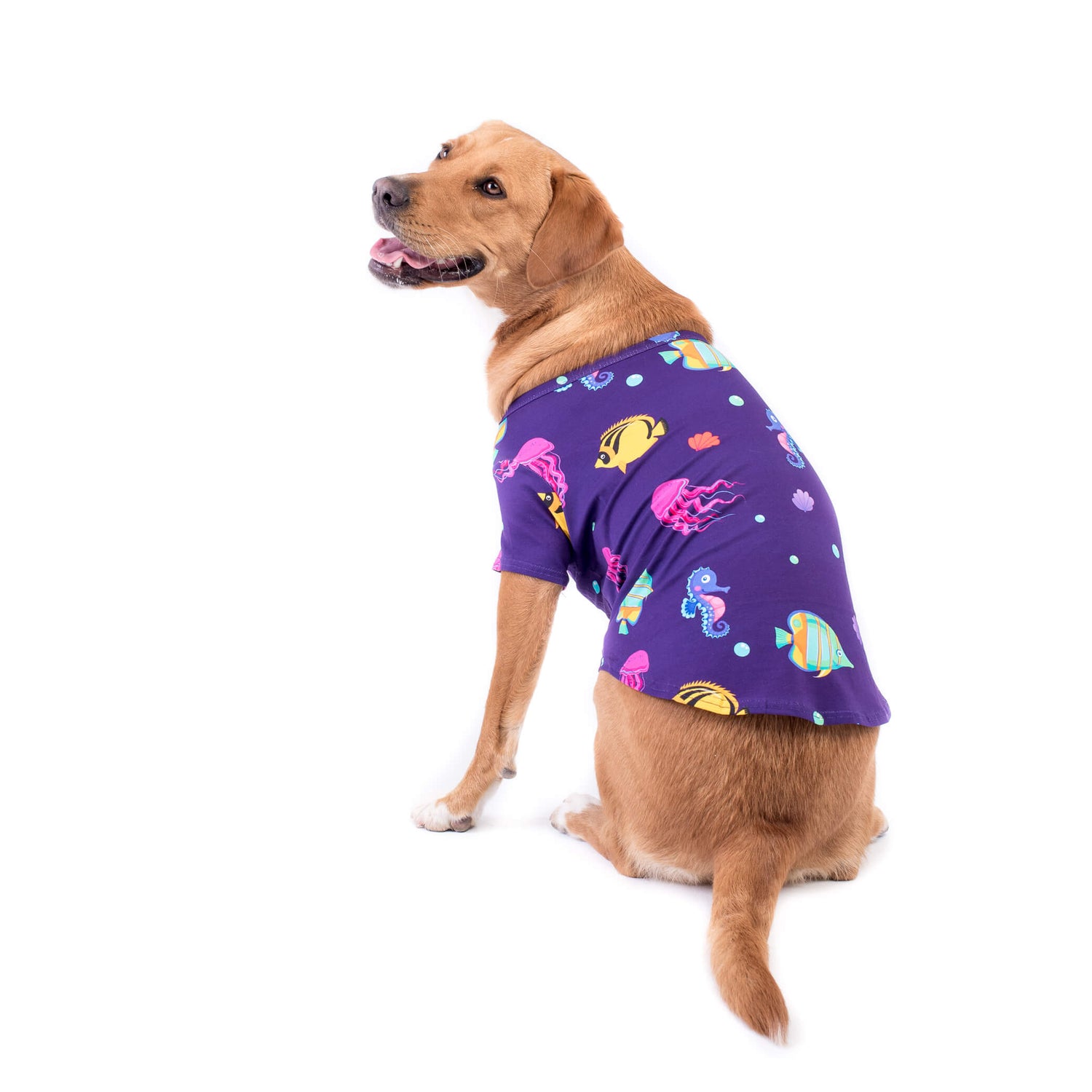 A Golden Retriever wearing the 'Magic Sea' shirt by Vibrant Hound. The shirt is purple with bright tropical fish printed on it.