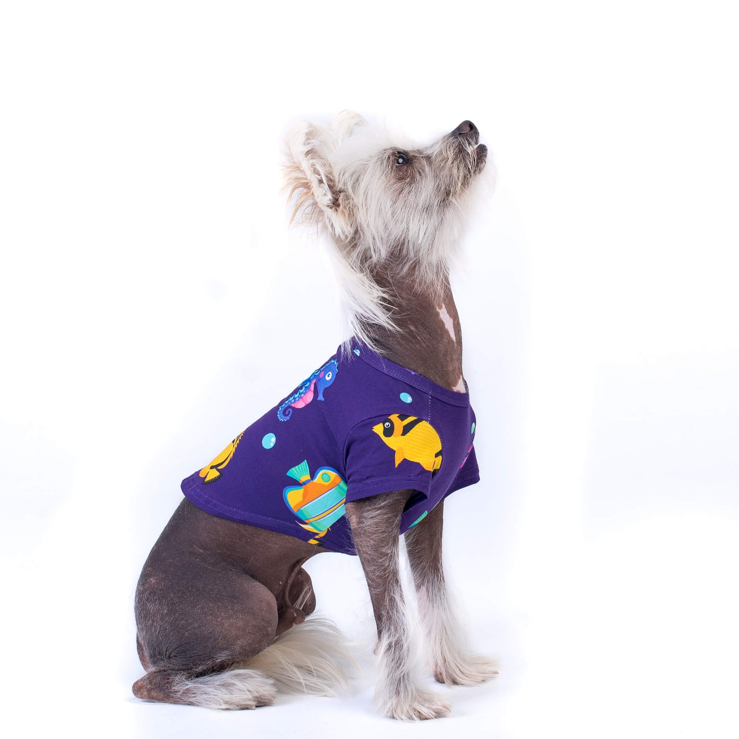 A Chinese Crested dog wearing the "Magic Sea" shirt by Vibrant Hound. The shirt is purple and features vibrant tropical fish prints. The dog is facing sideways, showcasing the colorful design.