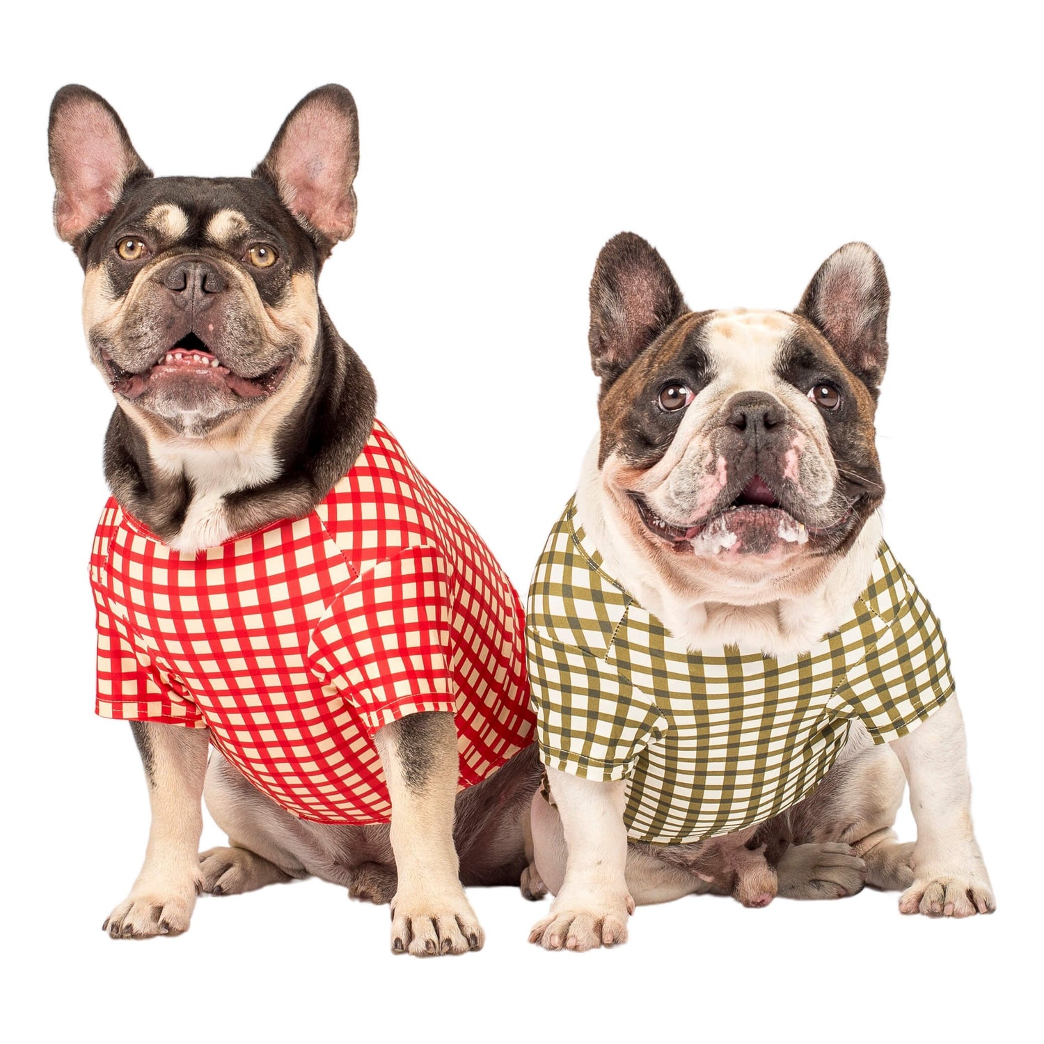 A Chocolate Tan French Bulldog wearing a Red Gingham Rash shirt and a Brindle Pied French Bulldog wearing a Green Gingham Rash shirt.