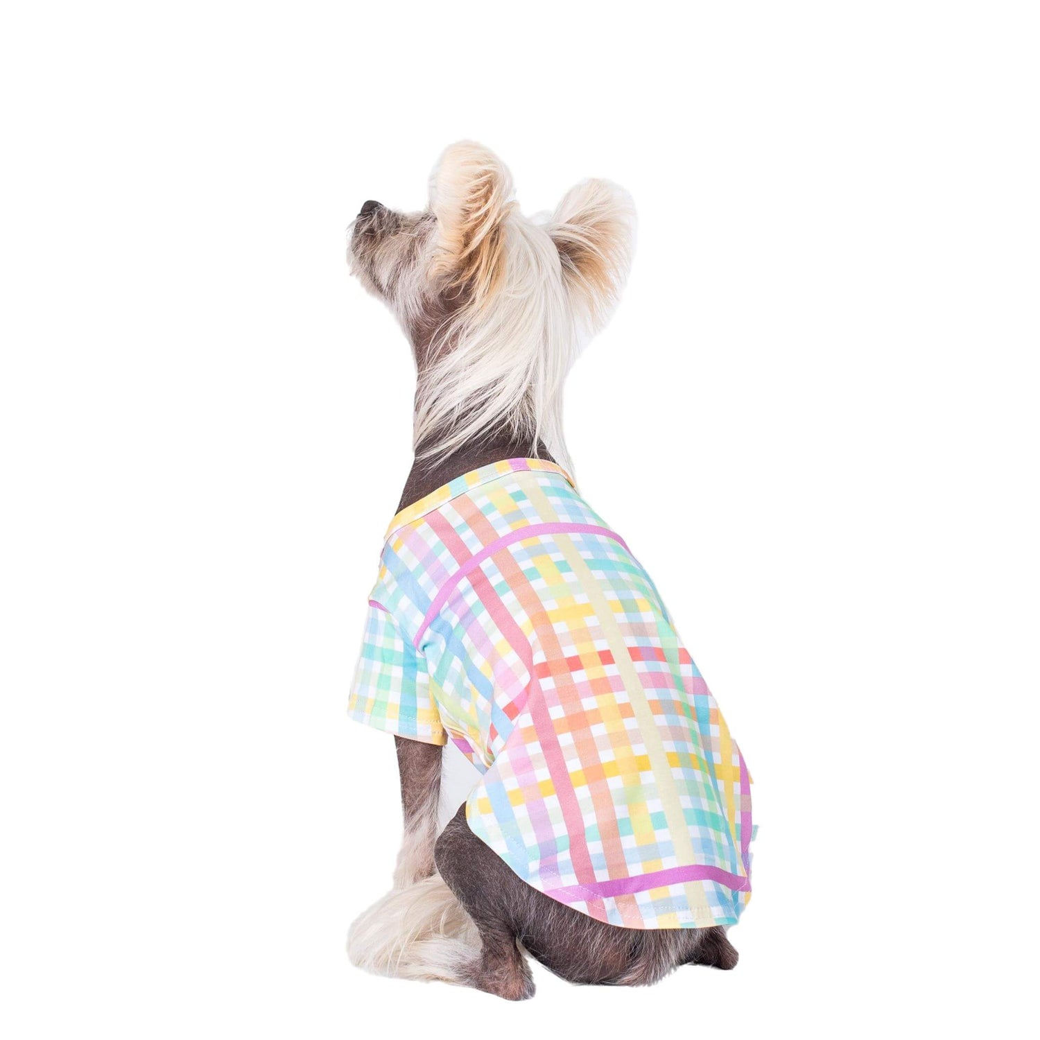 Chinese Crested Dog wearing a Vibrant Hound Colour Me Gingham Shirt for Dogs in Rainbow Color
