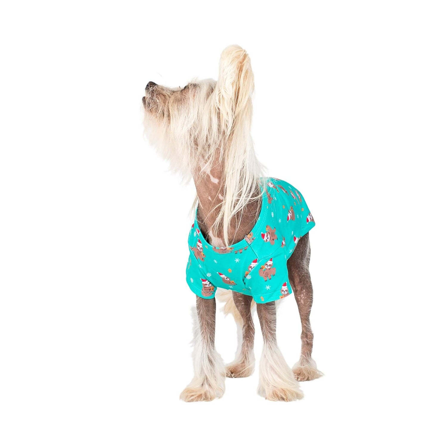 Adorable Chinese Crested in Festive Sloths Dog Shirt - Charming Chinese Crested Dog Wearing a Green Christmas Shirt with Sloths in Santa Hats - Enhance Your Chinese Crested's Holiday Look with Fashionable Dog Clothing - Shop Now for Dog Shirts and Dog Clothing for Your Precious Chinese Crested Companion.