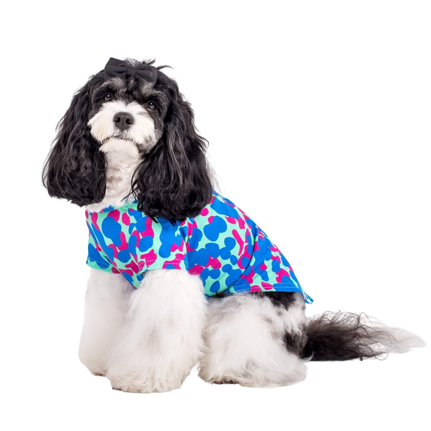 Rosie the Cavoodle standing side on to the camera. It is wearing a Painted on dog shirt made by Vibrant Hound. The print is pink and blue blobs.
