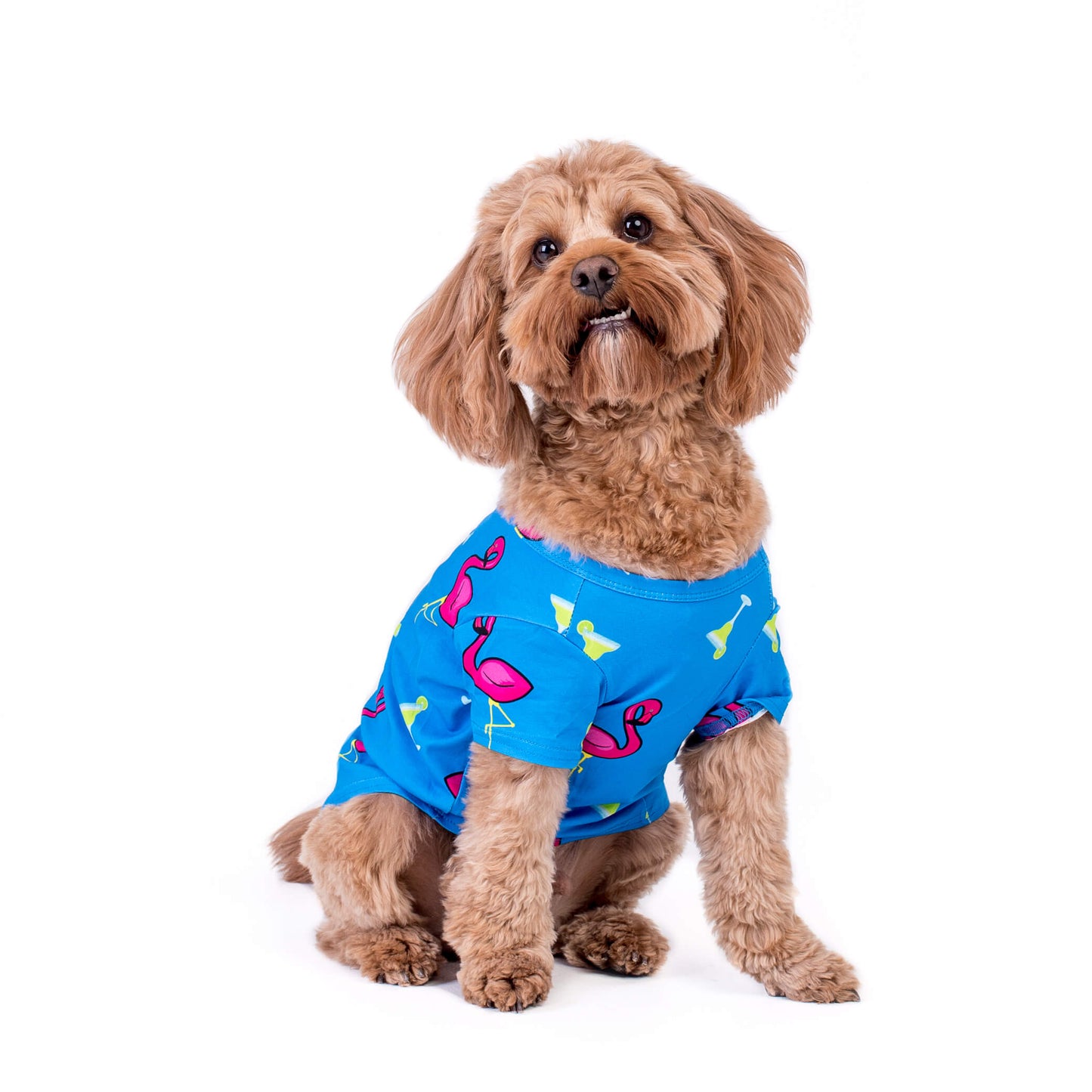 A Cavoodle front photo wearing Flamingo Splash Dog shirt