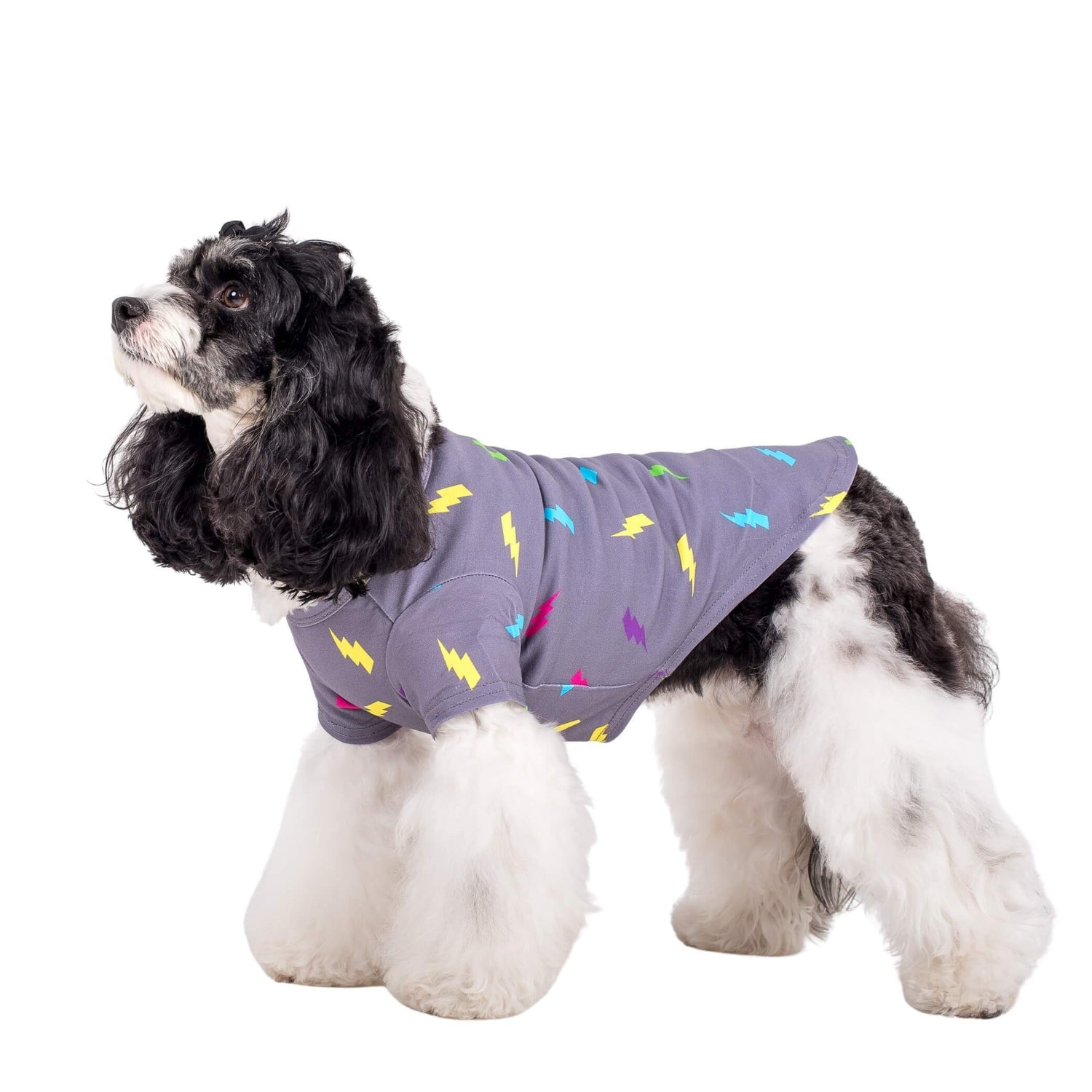 Cavoodle standing side on wearing Vibrant Hound's Electric Energy dog shirt.