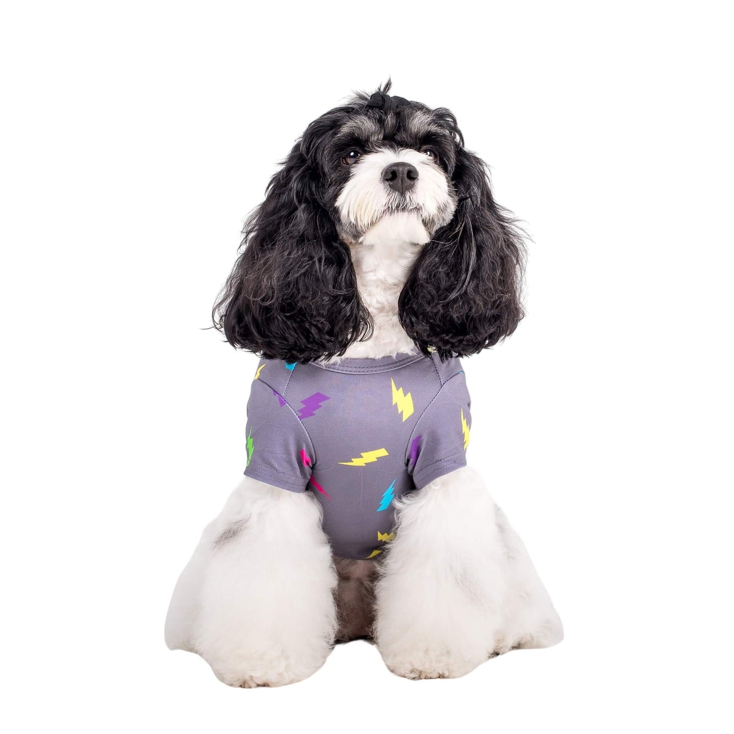 Rosie the cavoodle wearing an Electric Energy dog shirt made by Vibrant Hound. This dog shirt is grey with bright coloured lightning bolts printed on it.