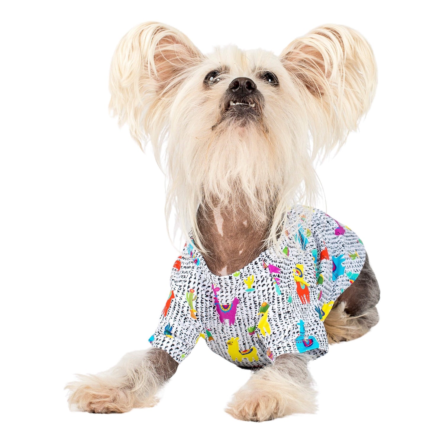 A Chinese Crested dog laying down wearing Vibrant Hounds No Probllama shirt for dogs. The shirt has bright coloured Llamas printed on it.