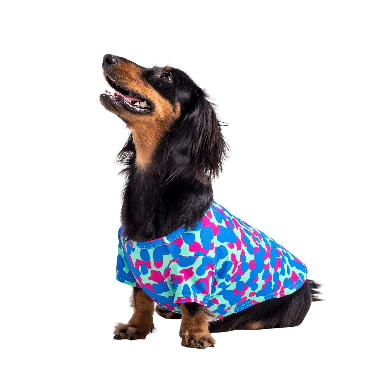 Ellie the Dachshund standing side on to the camera. It is wearing a Painted on dog shirt made by Vibrant Hound. The print is pink and blue blobs.