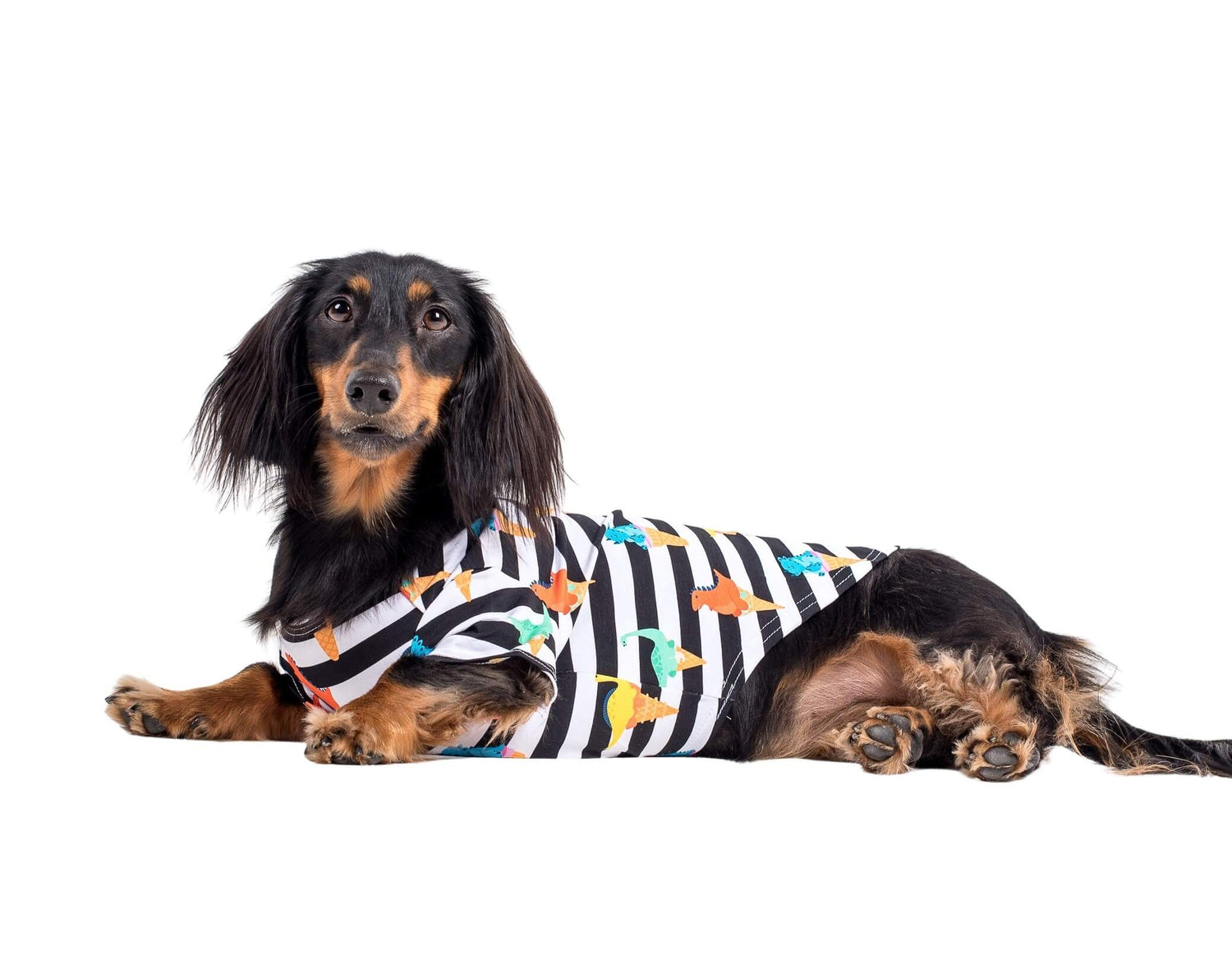 A dachshund laying down. The dog is wearing a Vibrant hound dino-mite dog shirt.
