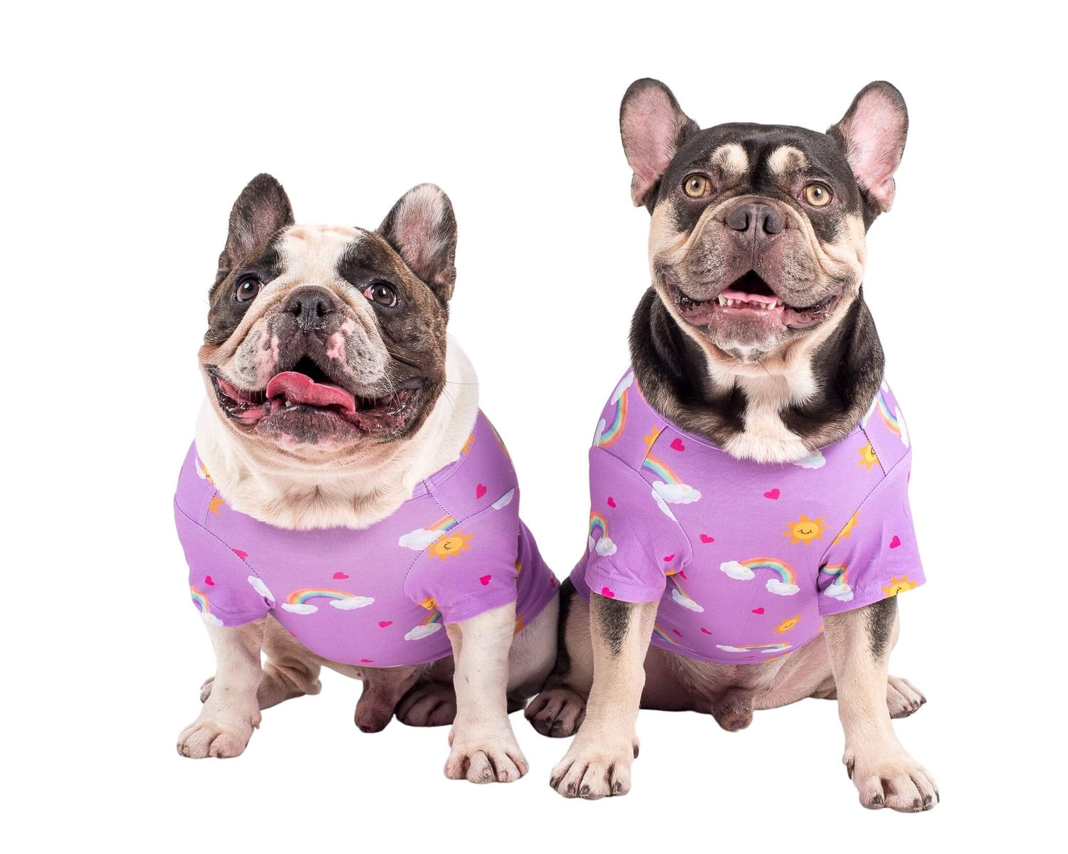 Two French Bulldogs wearing Vibrant Hound's Chasing Rainbow pyjamas for dogs. The dog shirt is purple with rainbows, bright suns, and love hearts printed on it.