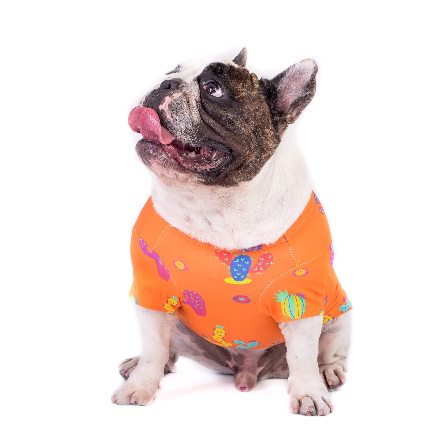 A French Bulldog photograph front shot wearing a Vibrant Hound Lil Prick dog shirt 