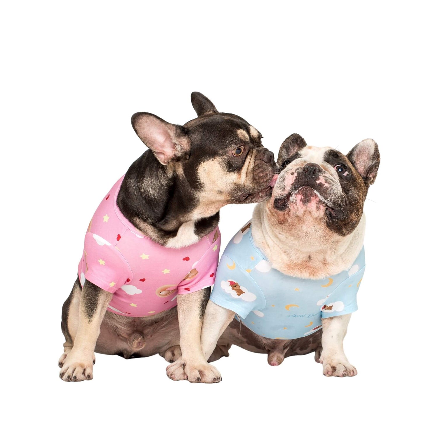 A close up of two French Bulldogs wearing Lil Dreamer dog pyjamas. 