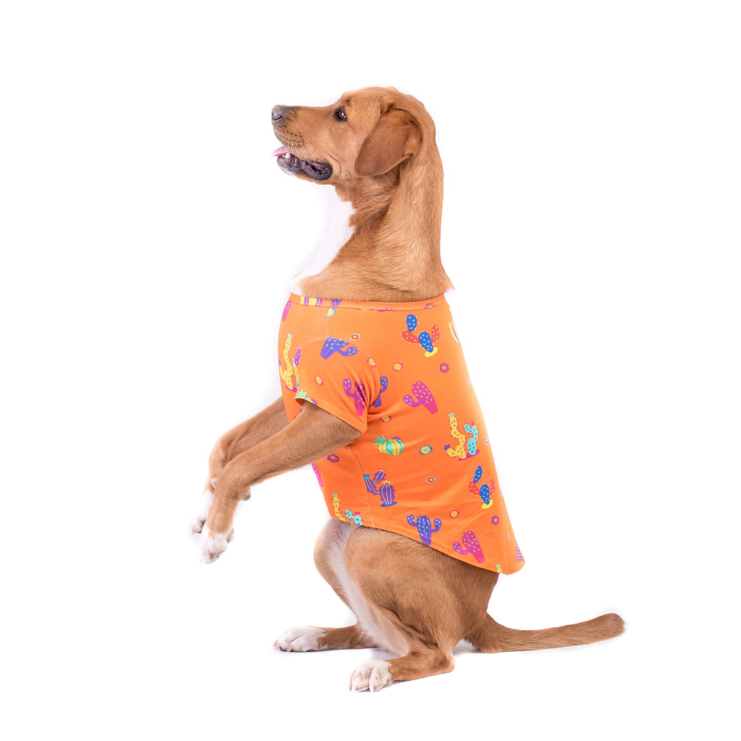 A Golden Retriever standing on Hind legs wearing Lil Prick dog shirt