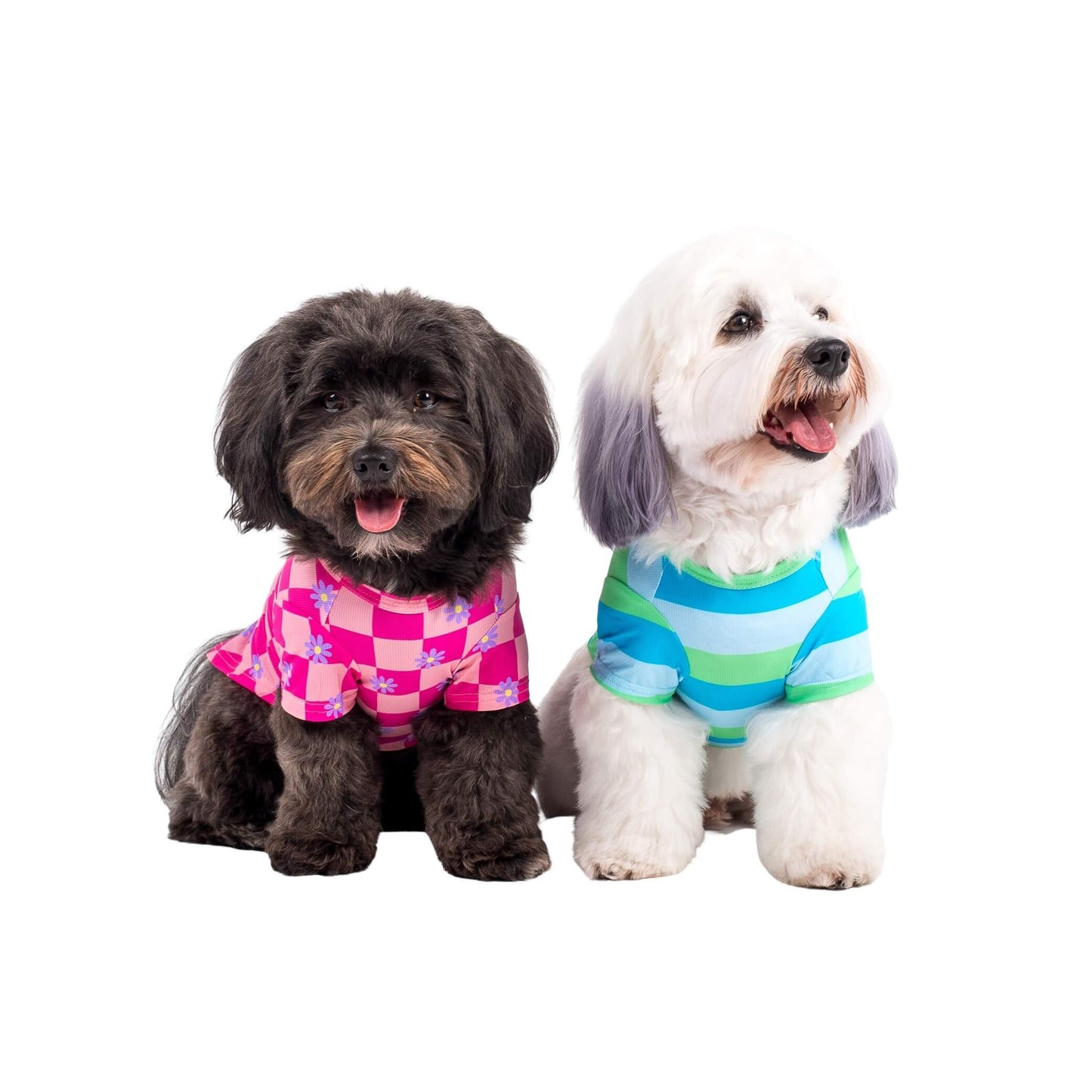 Two Havanese dogs wearing dog cooling shirts made by Vibrant Hound. The cooling shirts are blue and green stripes and the other is pink chequers with daisys on them.