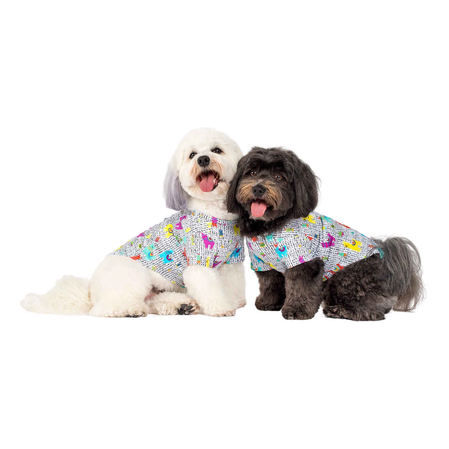 Two Havanese wearing a Vibrant Hound No Probllama dog shirt.