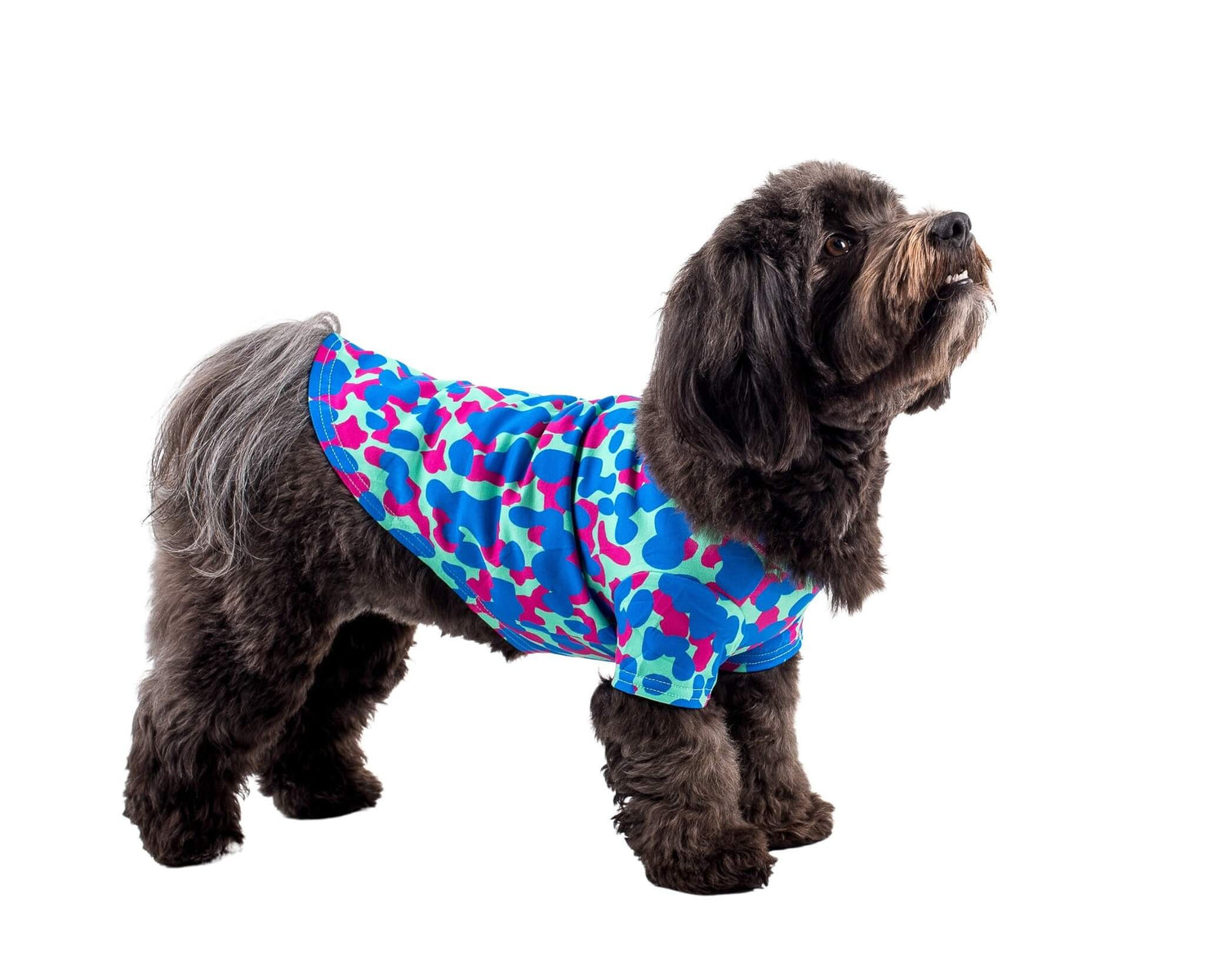 A Havanese standing side on to the camera. It is wearing a Painted on dog shirt made by Vibrant Hound. The print is pink and blue blobs.